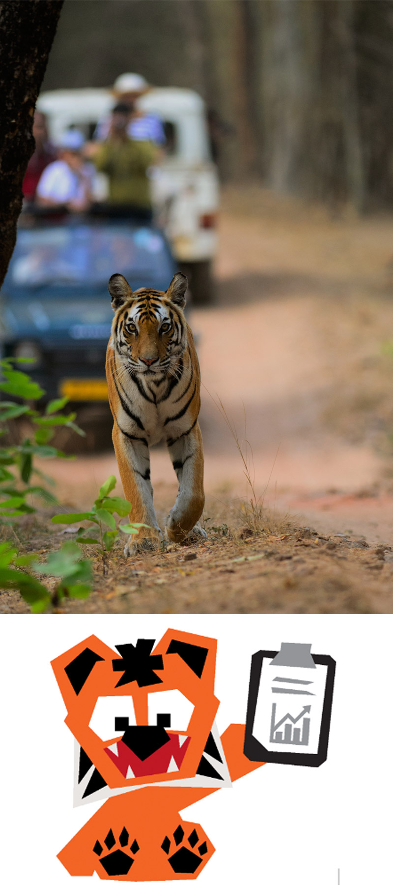 Photo: Tiger being trailed by conservation rangers
